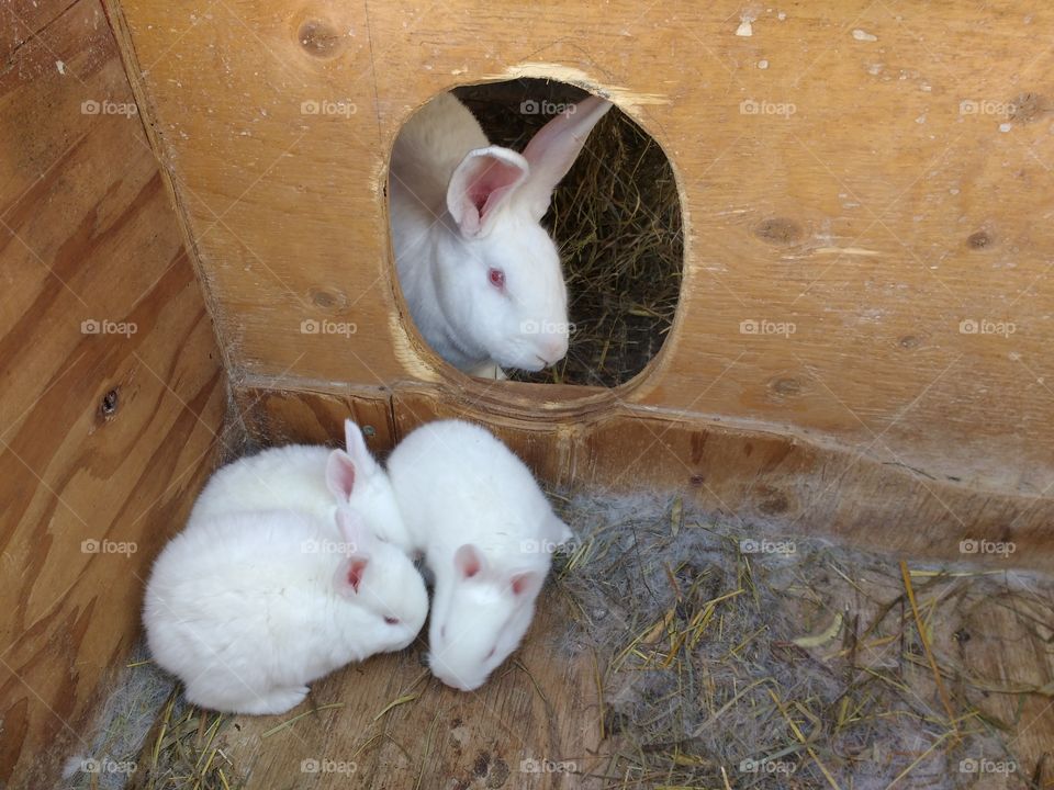 Babies in the bunny hutch