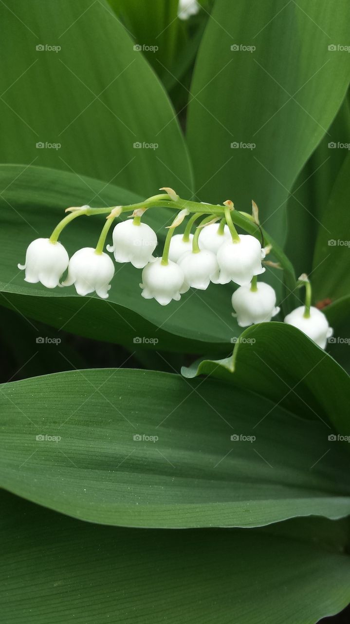 lily of valley