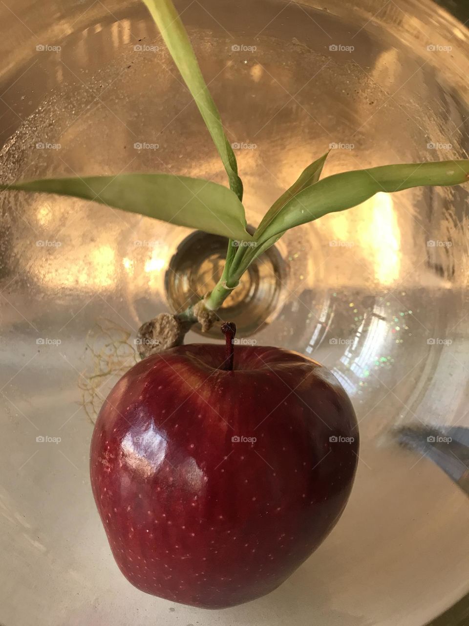 A red apple surrounded by the soft and loving light of the evening and bamboo leaves. The story of love and purity.