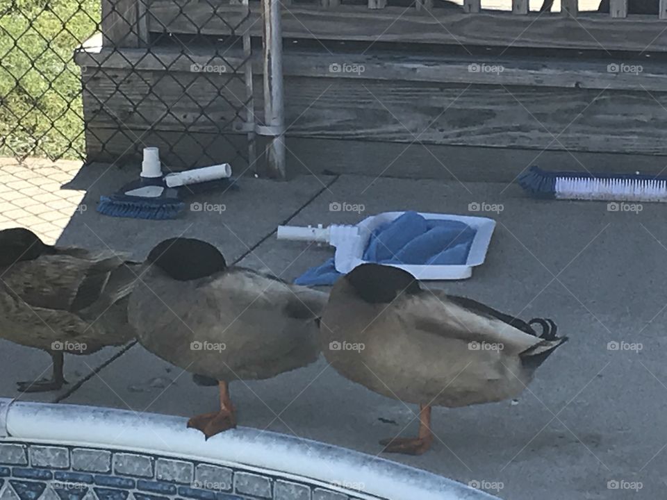 Ducks