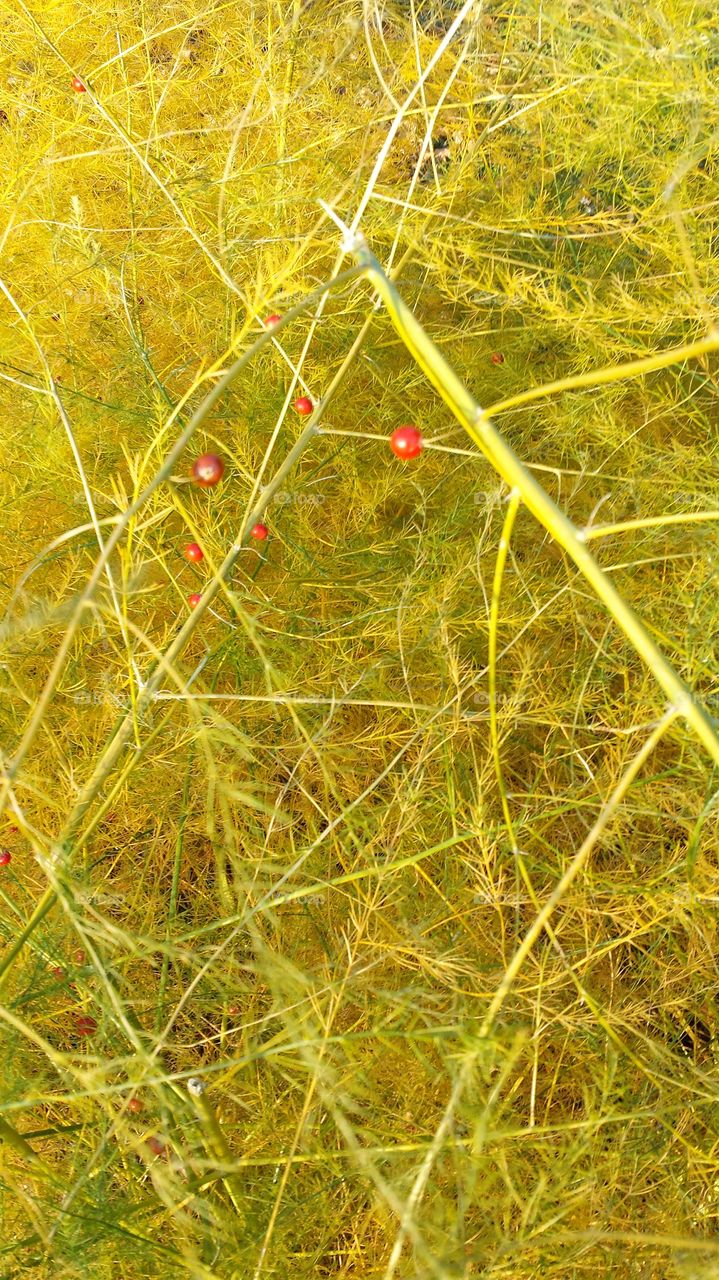 Red Berries on Yellow