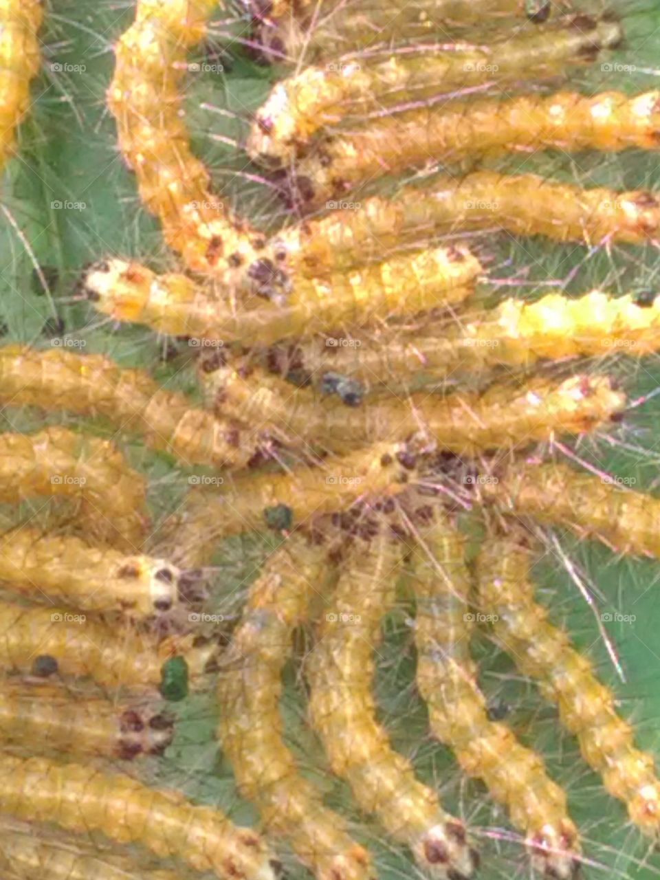 After rainy days, we get to see the types of Ilio species of egg, larva and worm.
