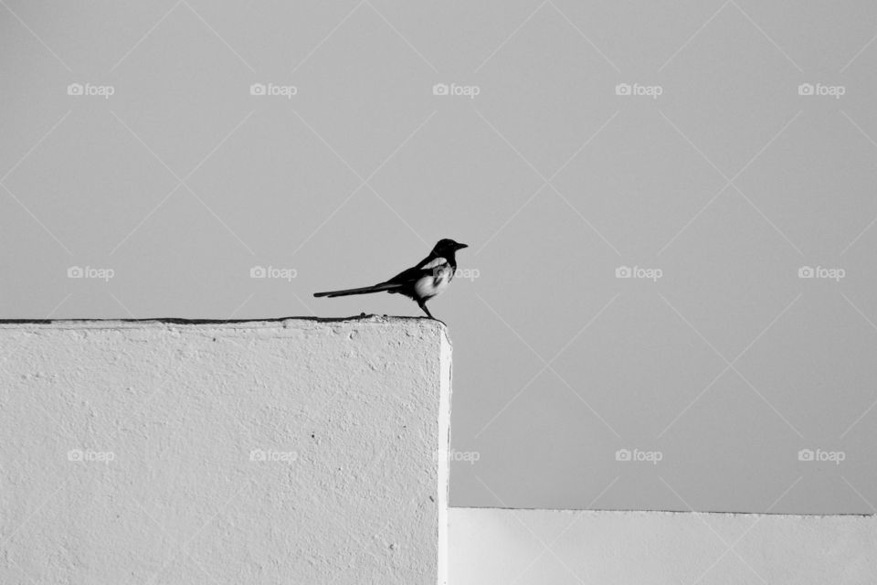 Black and white magpie silhouette on white background