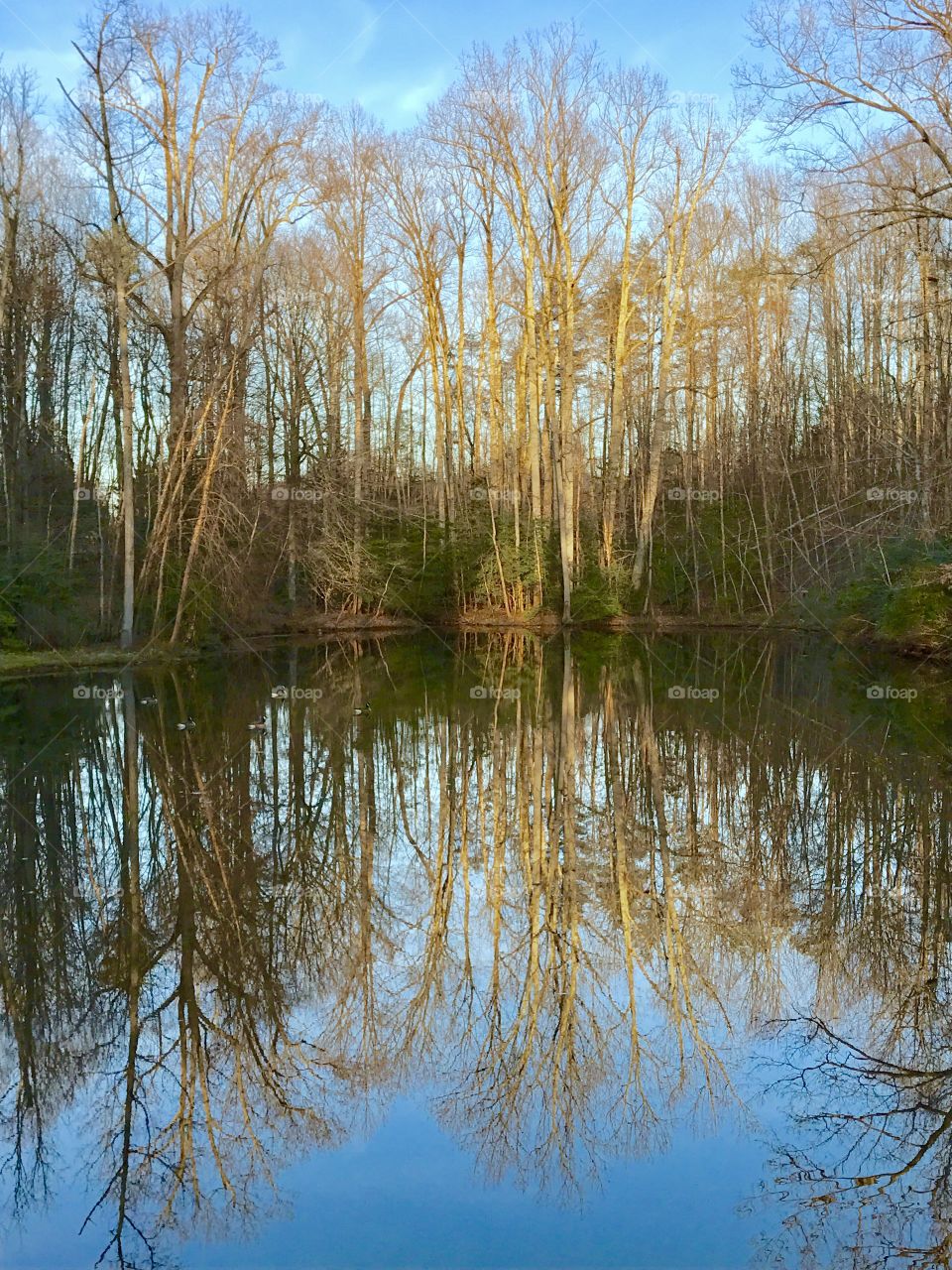 Winter Trees Reflection