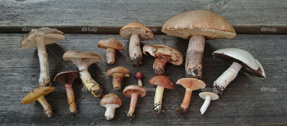 Many different mushrooms