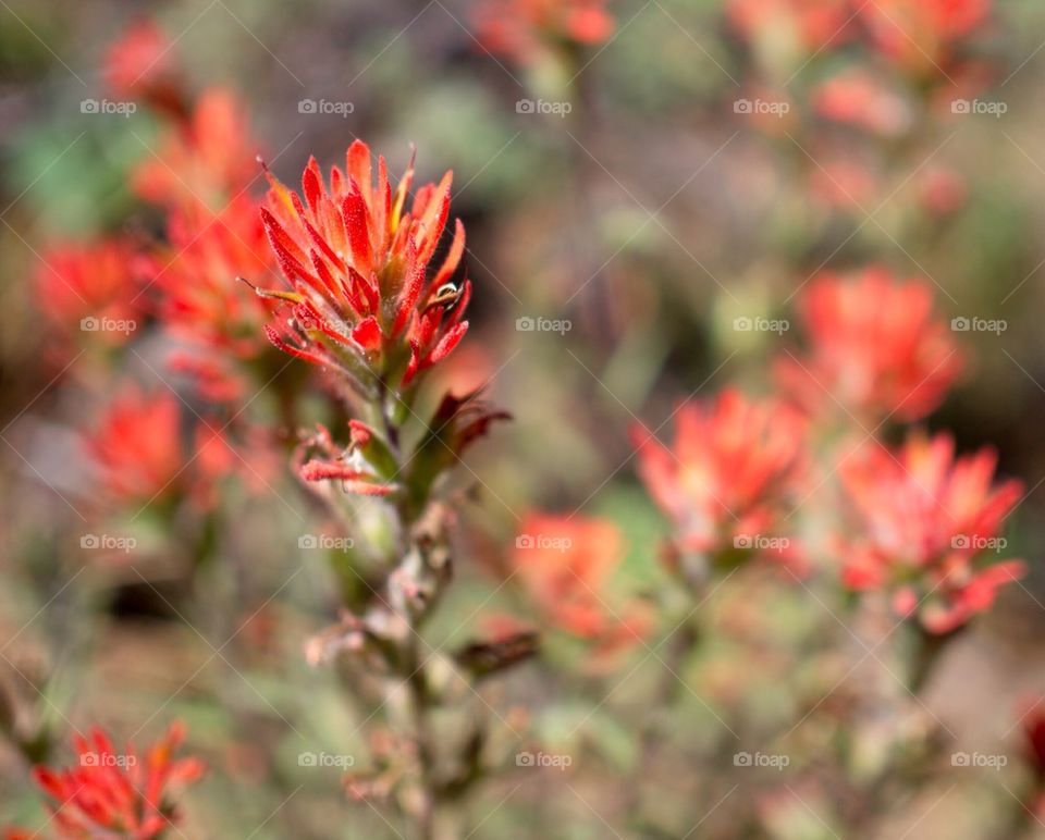 Red wildflower on the trail