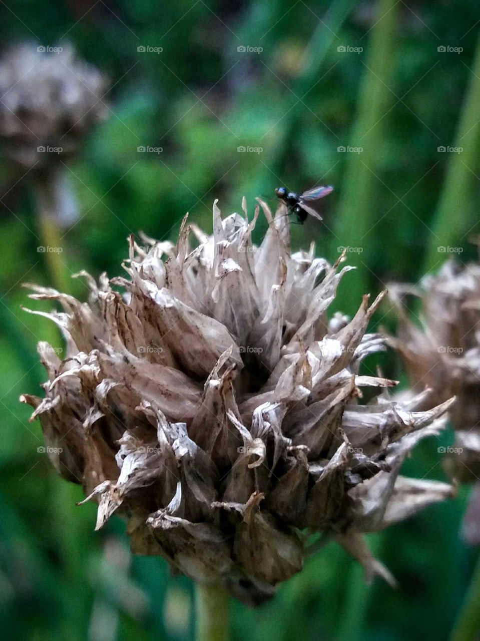 dry flower with bug