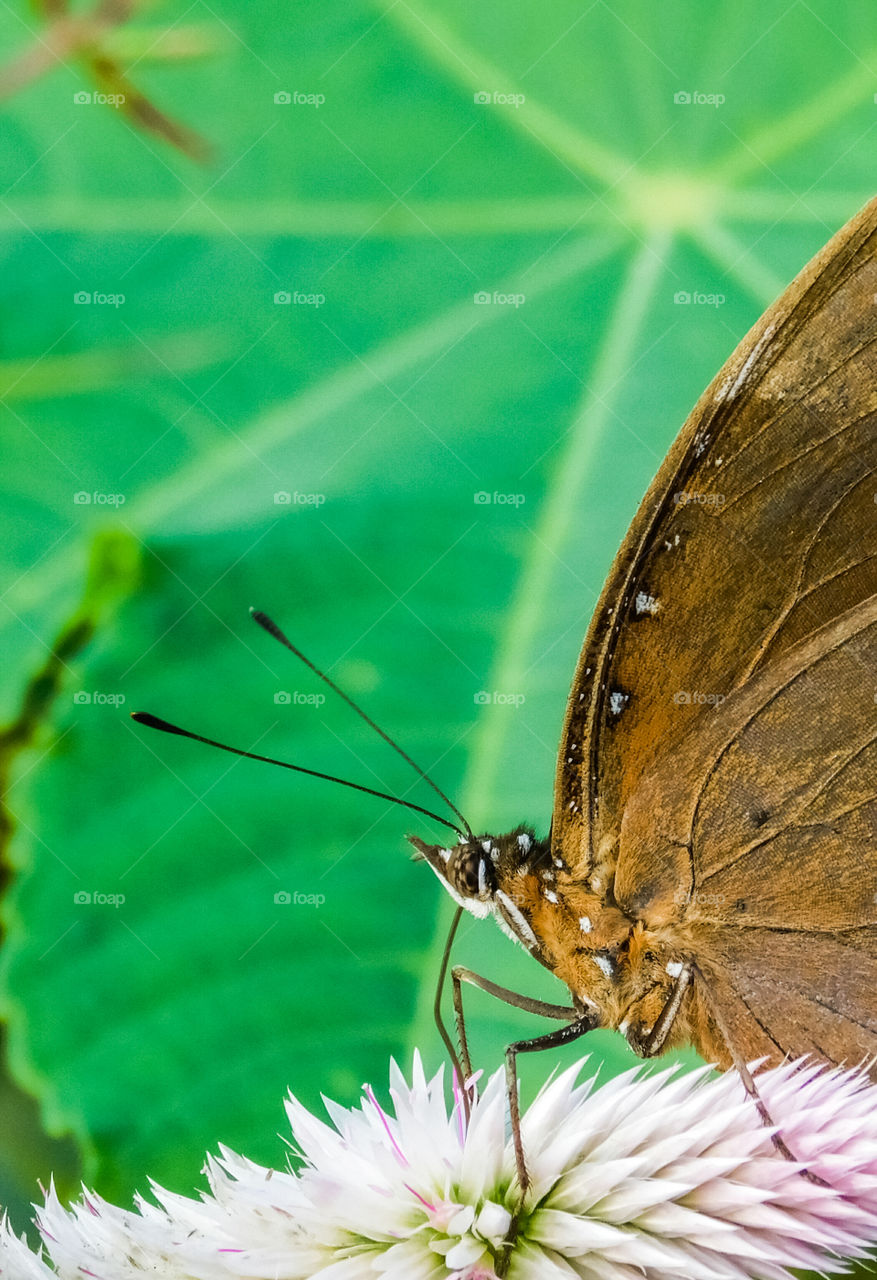 Detailed brown butterfly sitting on grass and collecting nectar..