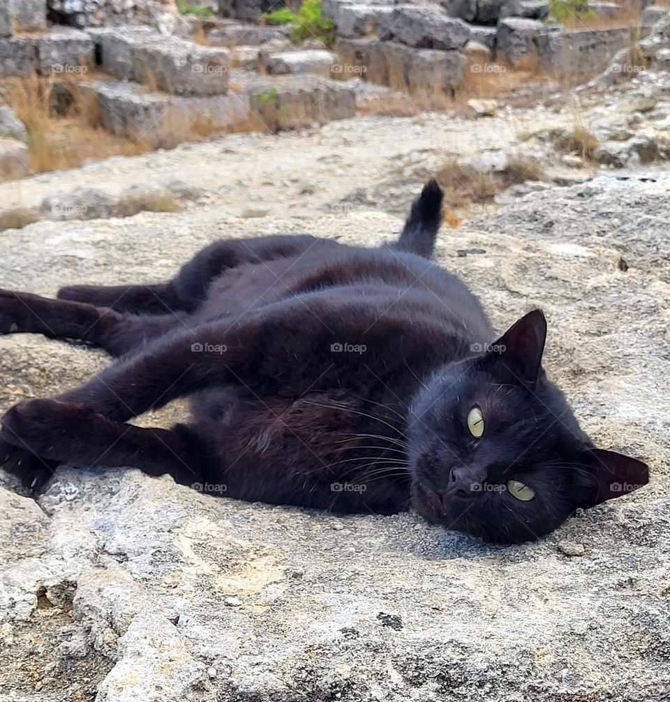 cat in Rhodes