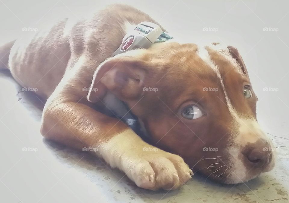 Catahoula pit bull terrier mix cross with green eyes a blaze face brindle coat looks up in soft light