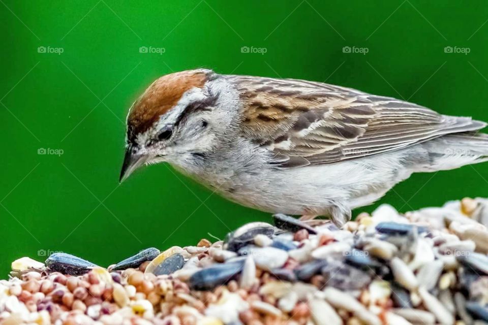 Chipping Sparrow eating birdseed