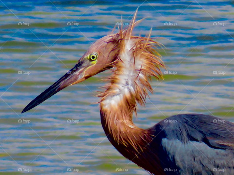 Bad Hair Day!. Reddish Egret at Fort Myers Beach, FL