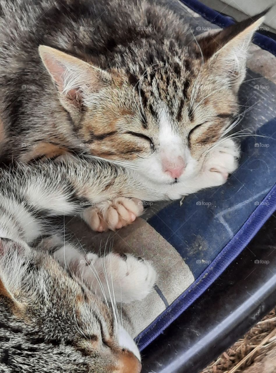 sleeping kittens