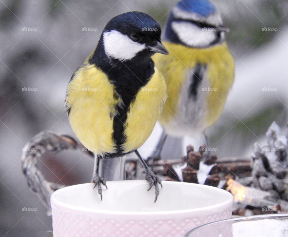 two birds are sitting on the cup