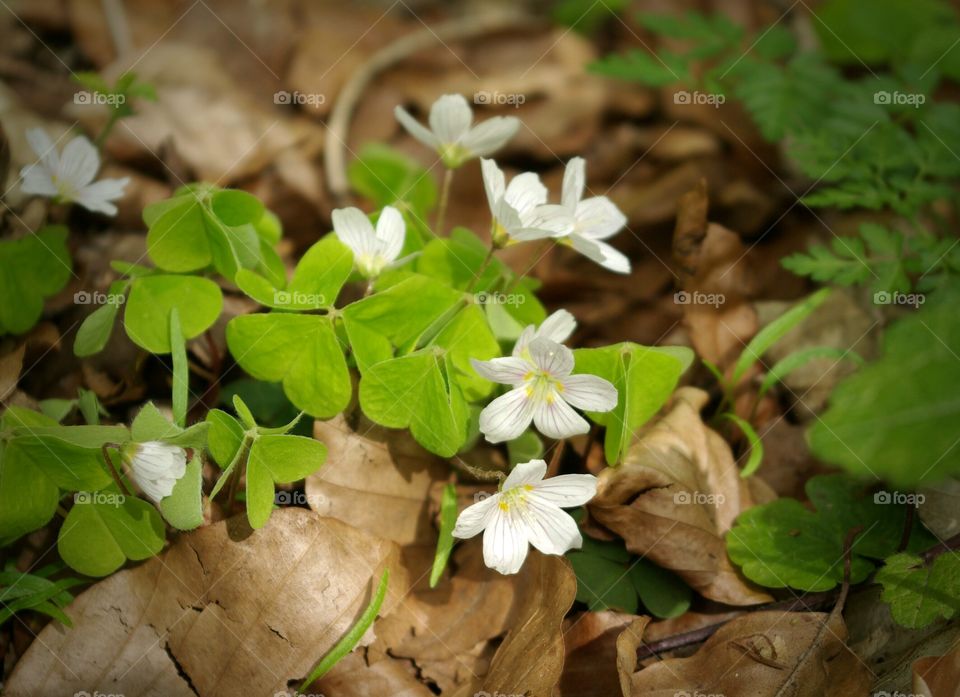 Close-up of wildflowers