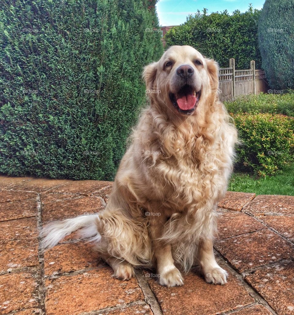 Dog, Pet, Animal, Cute, Mammal