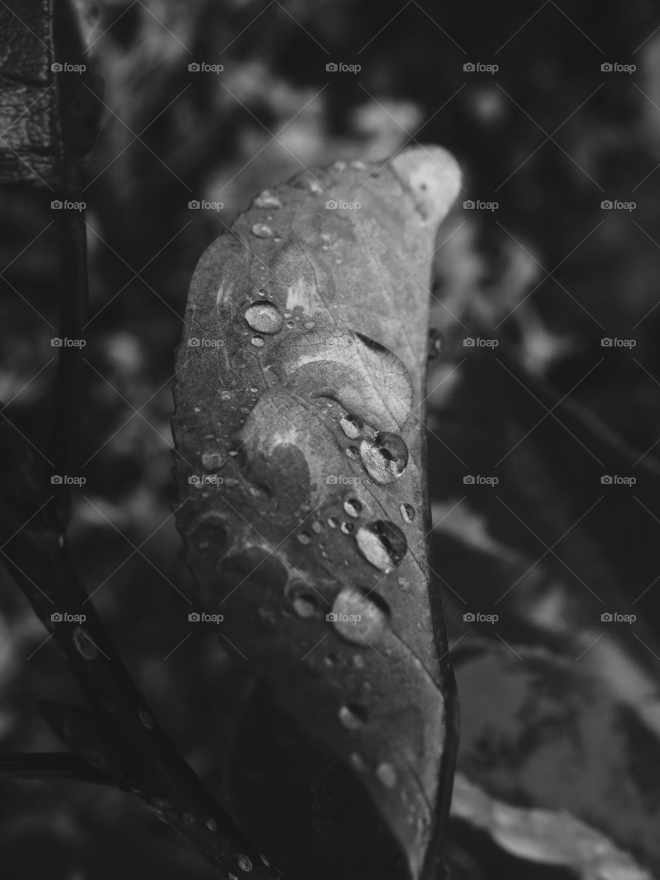 Leaf with water on it in black and white