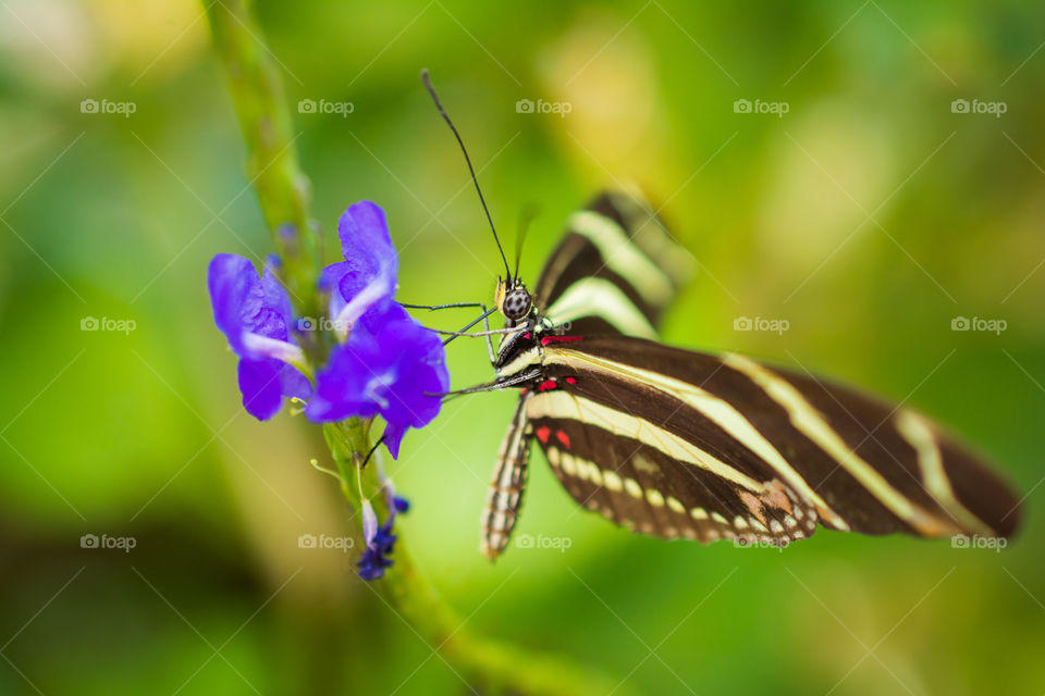 Small Butterfly on a Purple Flower 3