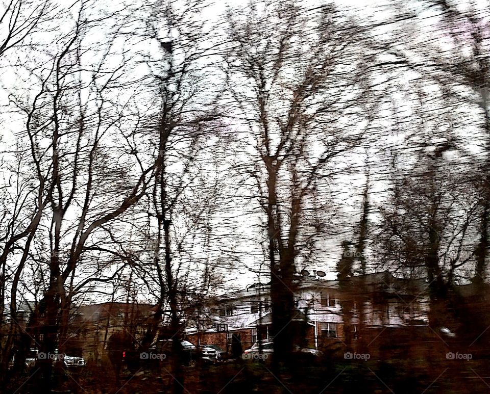 Tree, Winter, Wood, Fall, Snow