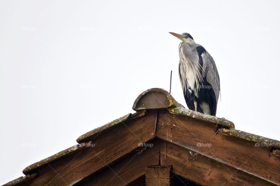 Hero On House Roof