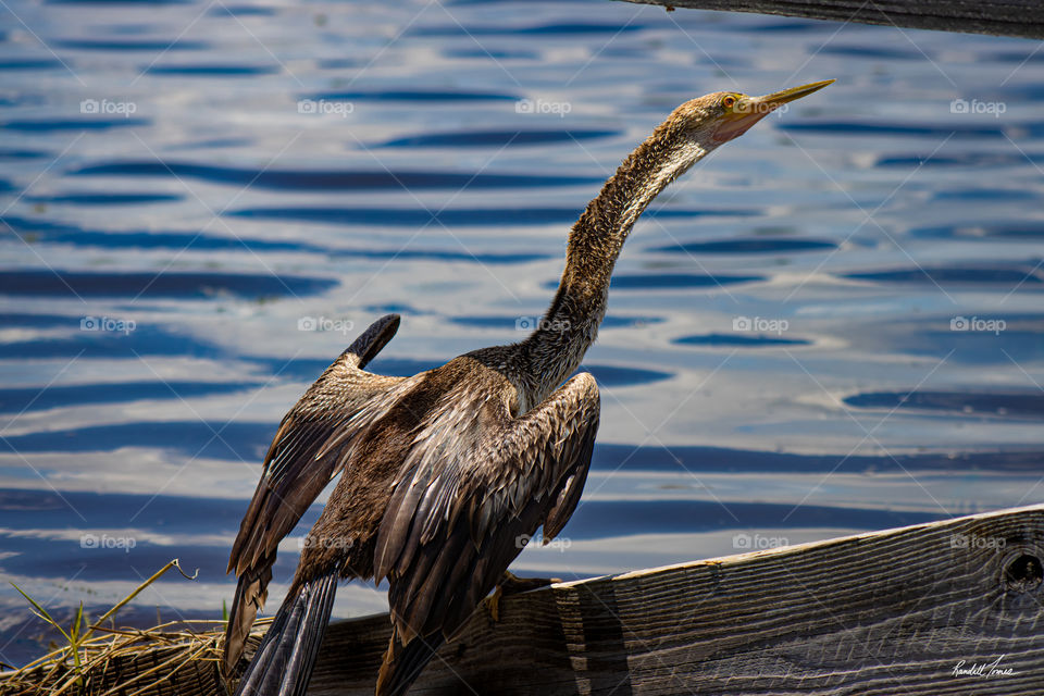Anhinga Snake Bird