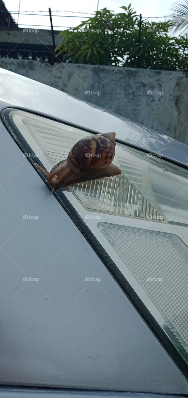Snail in The Car 🤣