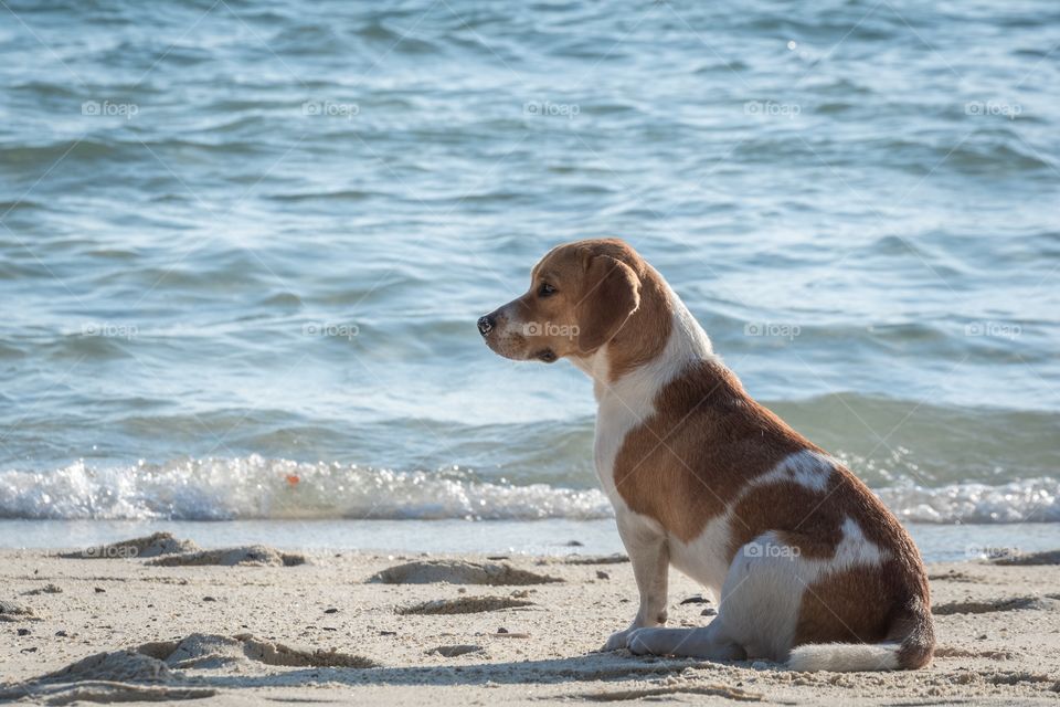 A dog is stable sitting to see the sea