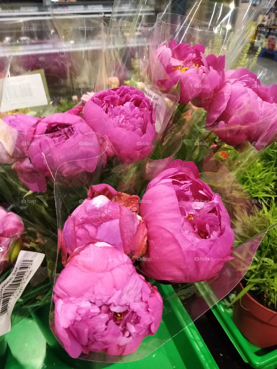 Blumen