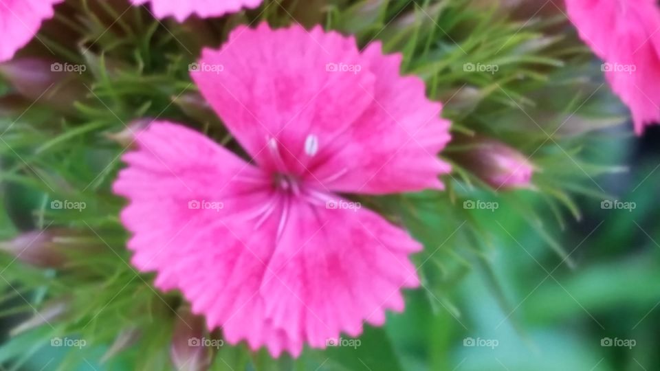 Flower Pink Power. Sherri's Garden