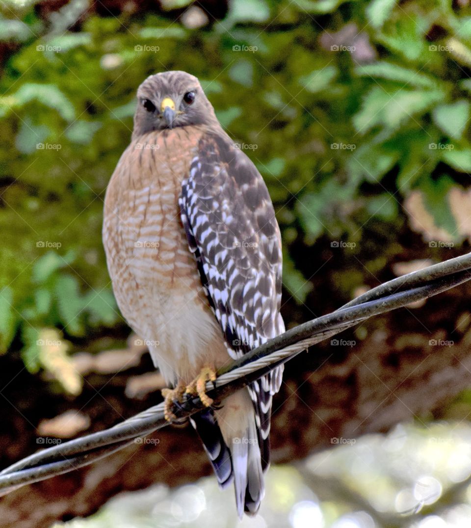Neighborhood Hawk