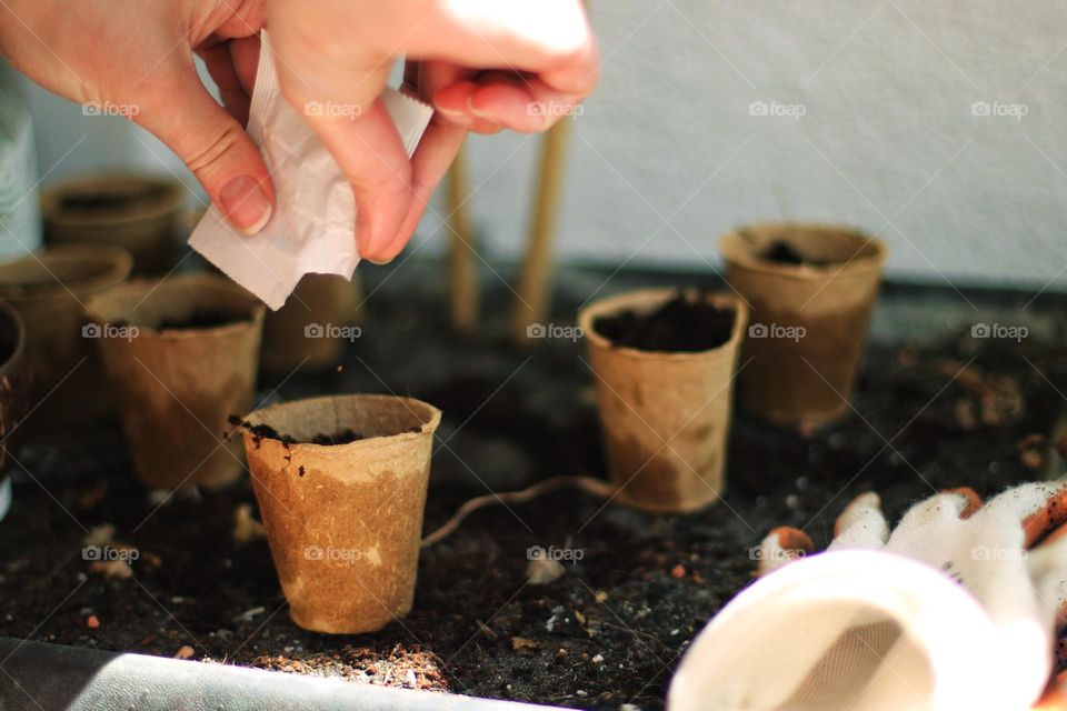 Close-up of a hand planting seeds in small pots from a bag