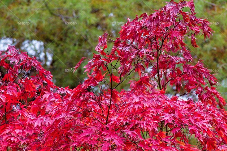 autumn tree in the park