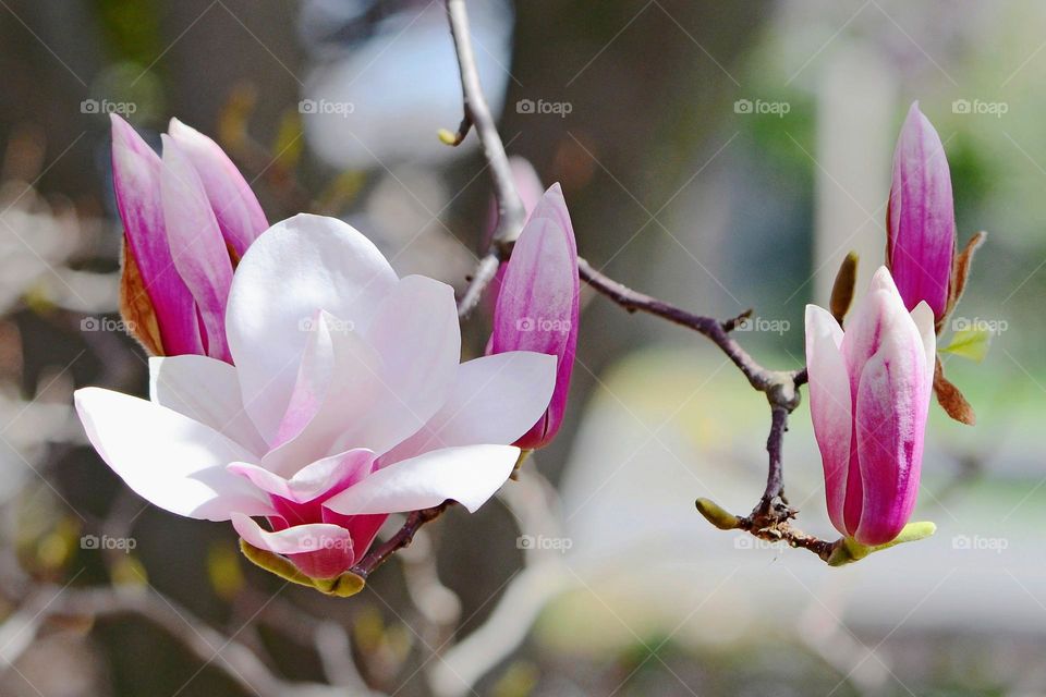 Magnolia tree blossom 🌸