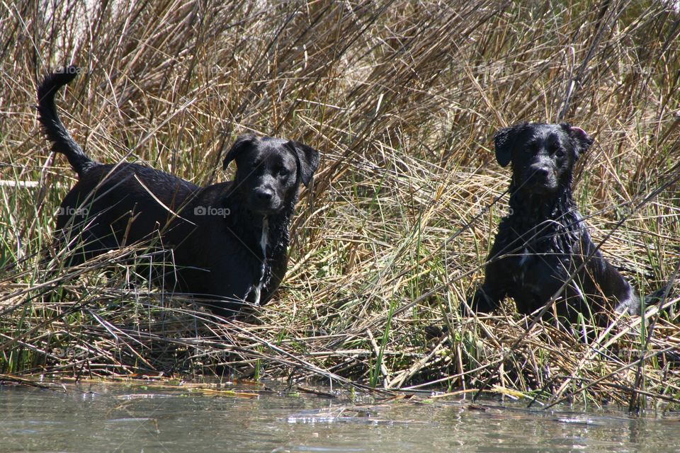 Two black labs explore the edge of swamp water in the midst of tall marsh grass. 