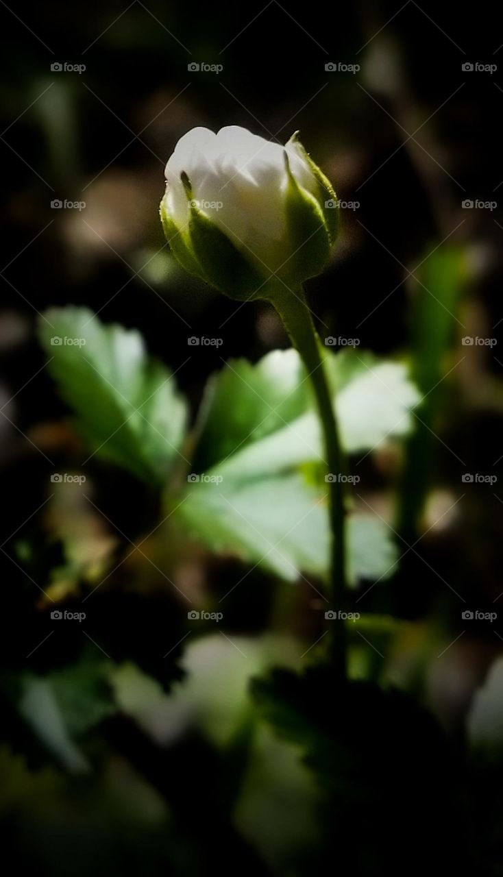 Dewberry Bud in Early Spring