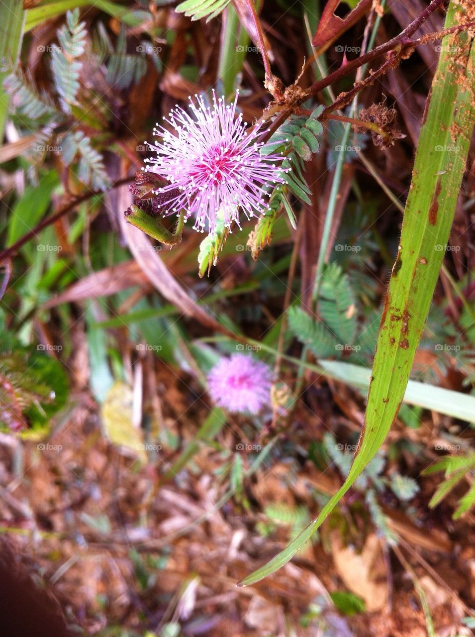 A shy plant or mimosa pudica