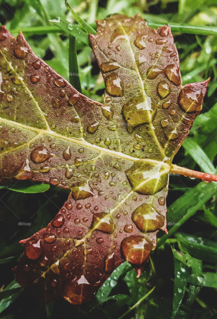Eyecatching Autumn leaf, on a rainy Minnesota morning.