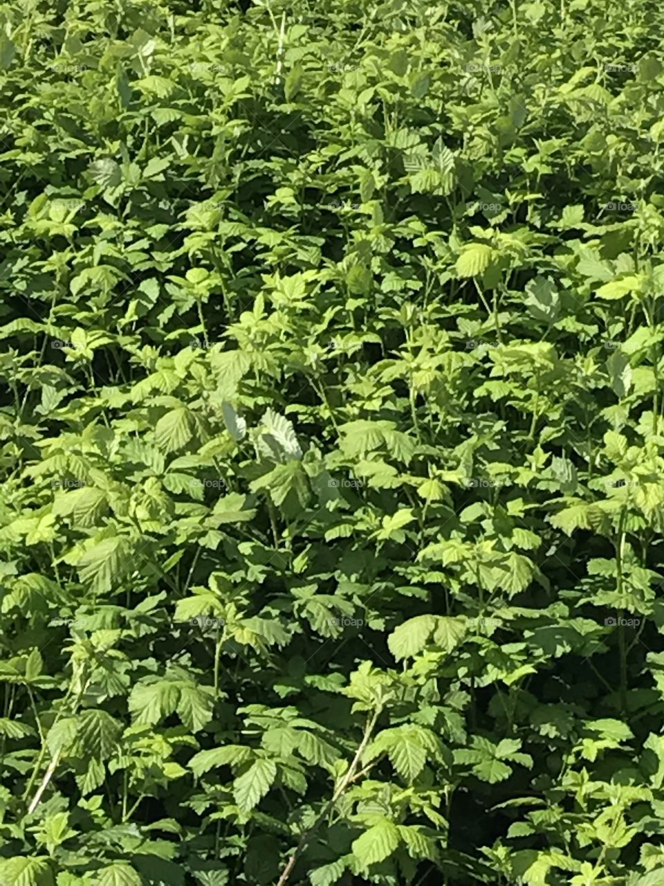 Lush plants in Kirkland, WA