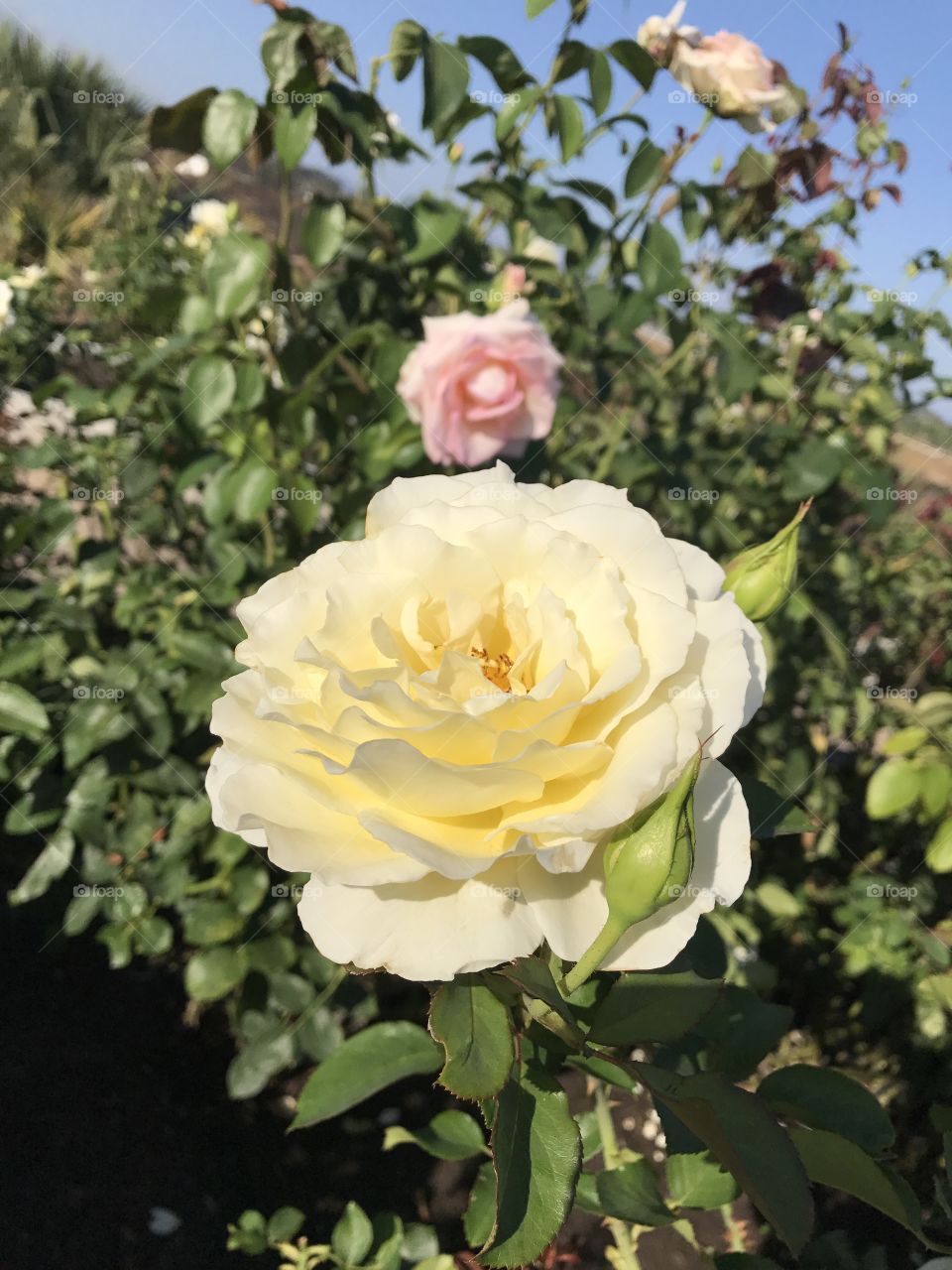 Yellow Rose in the summer 