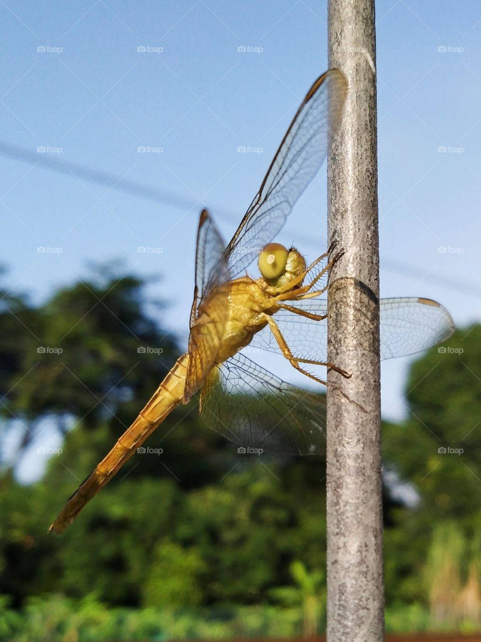 Dragonfly dead happily standing on the fence.