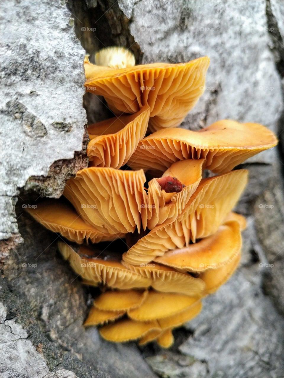 mushrooms grow on trees