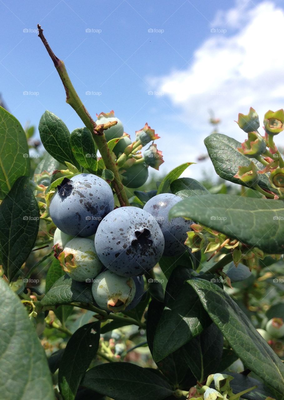 Close-up of fresh blueberry fruits with leaves