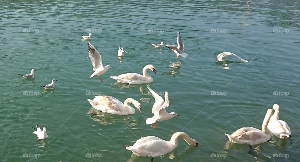 close up birds, seagulls in sea, swans swimming, motion 8