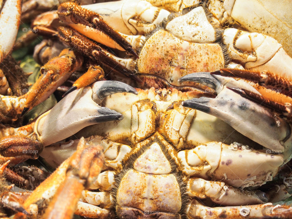 Close-up of crab