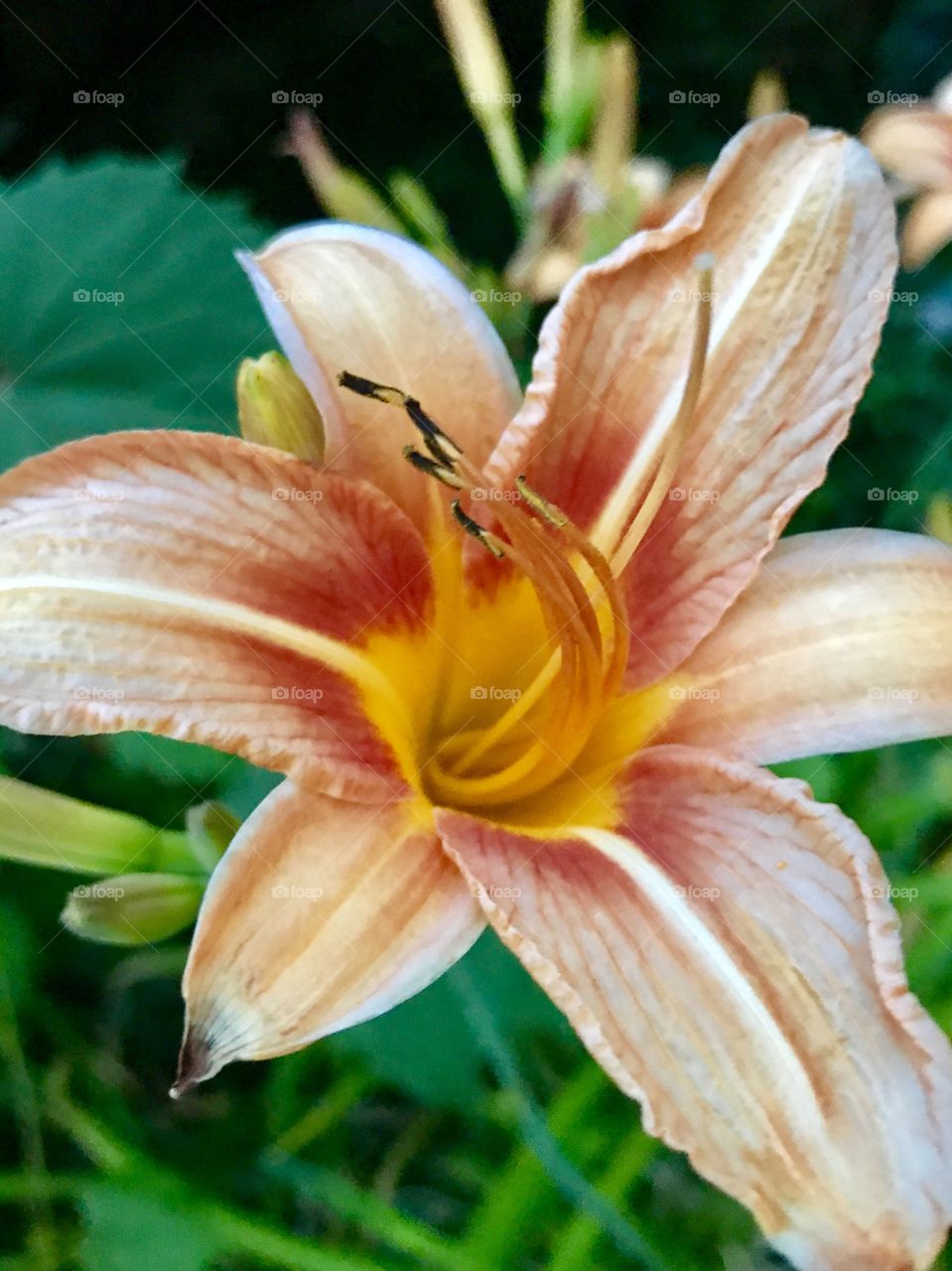 Orange Tiger Lilly 