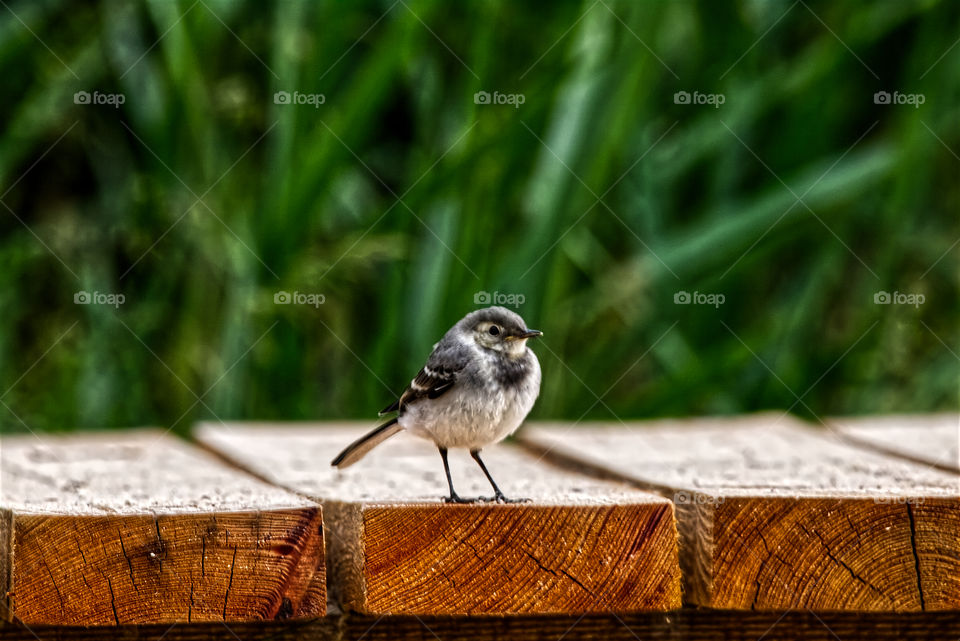 Young Bird