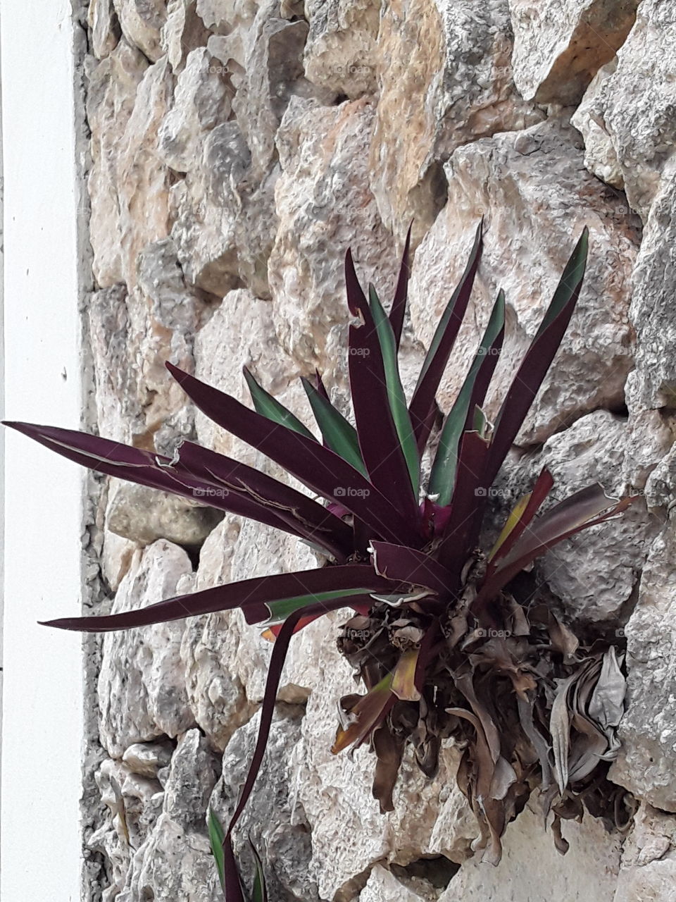 a flower growing in a stone wall