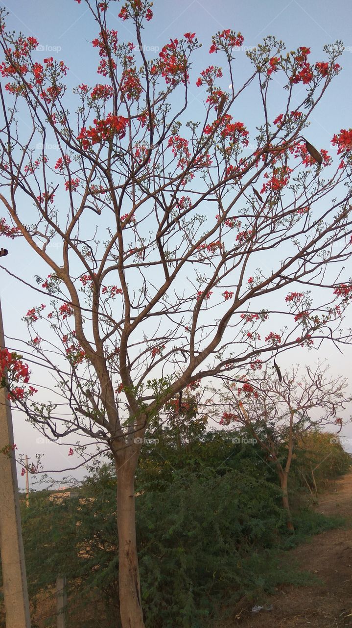 lovely  tree with flowers