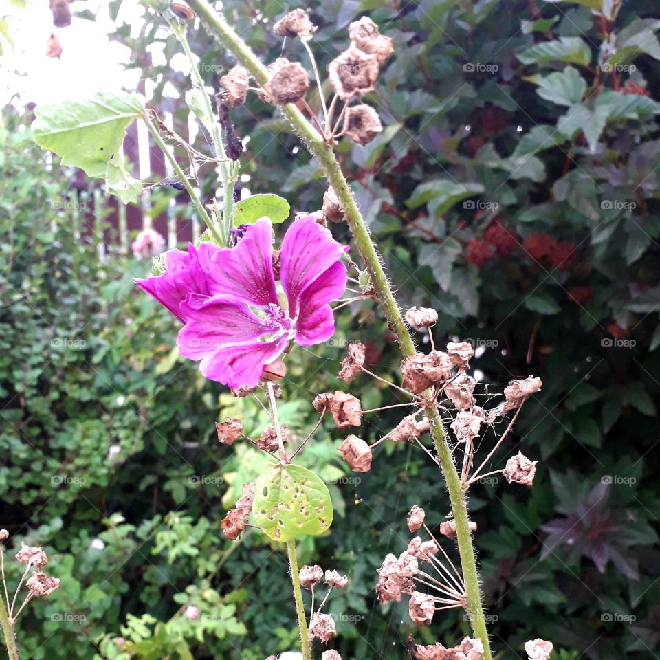 late summer violet lavatera