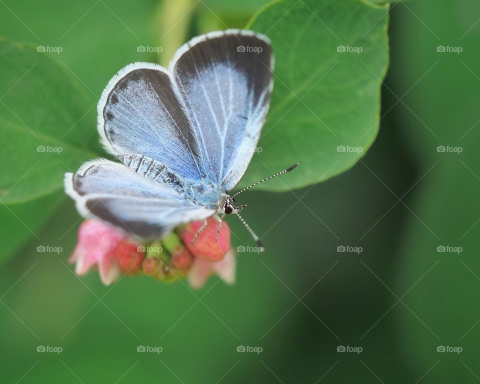 Holly blue butterfly